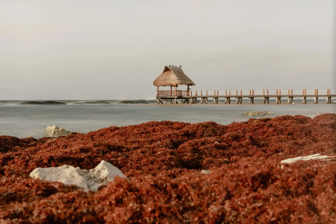 sargazo-playa-del-caribe