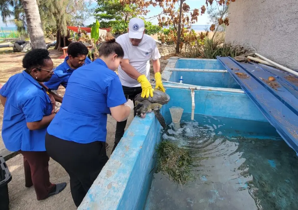 Rescate de la tortuga verde en peligro de extinci&oacute;n en Saman&aacute; l foto externa