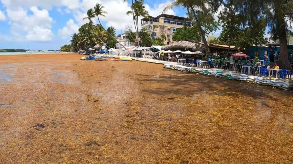 El sargazo arropa la playa de Boca Chica | foto externa