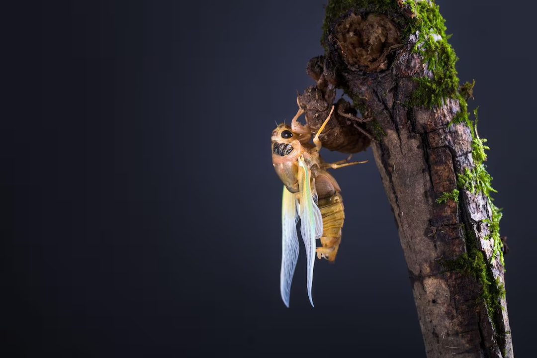 Cient&iacute;ficos usan condones para descubrir el misterio de las torres de las cigarras amaz&oacute;nicas | FOTO EXTERNA