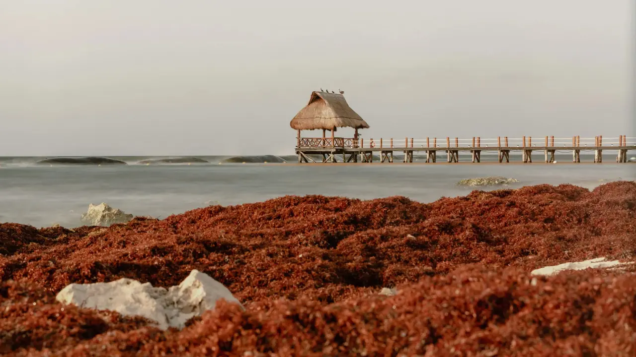 sargazo-playa-del-caribe