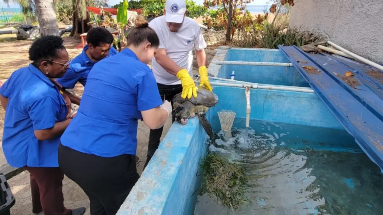 Rescate de la tortuga verde en peligro de extinci&oacute;n en Saman&aacute; l foto externa