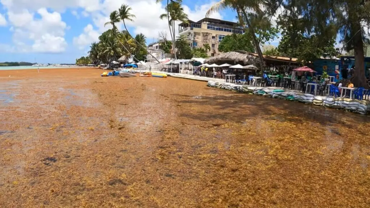 El sargazo arropa la playa de Boca Chica | foto externa