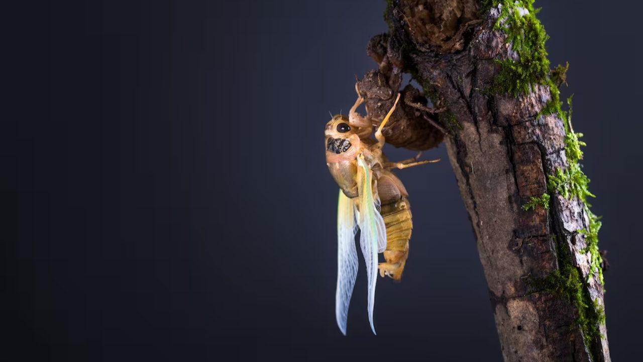 Cient&iacute;ficos usan condones para descubrir el misterio de las torres de las cigarras amaz&oacute;nicas | FOTO EXTERNA