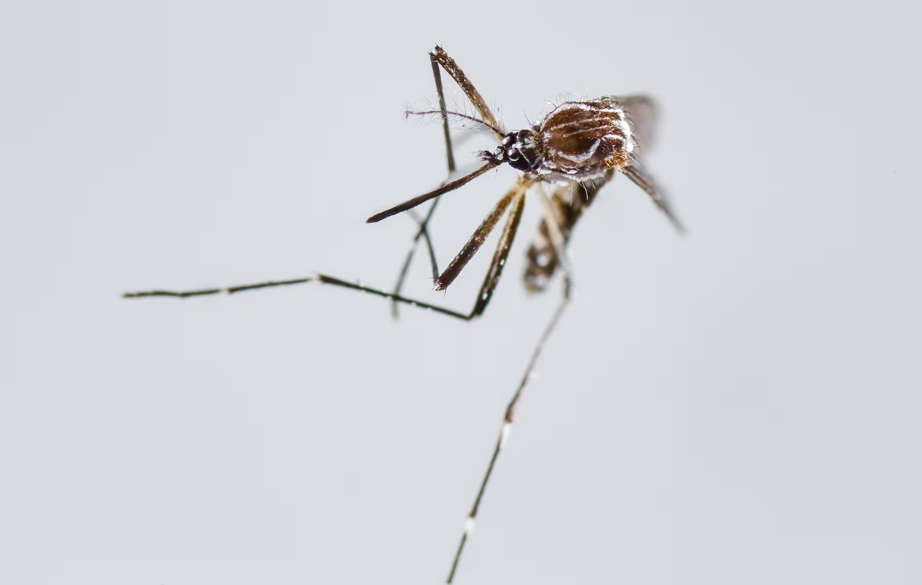 Aedes aegypti, mosquito transmisor de Chikunguña